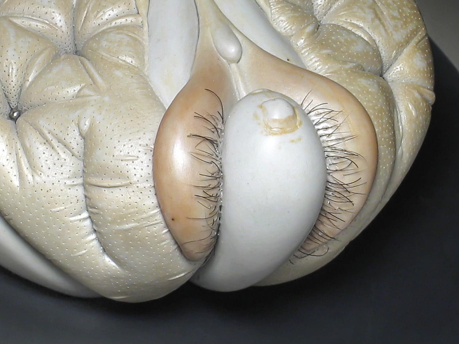 Jason Briggs "Squirt" (detail 1). Porcelain, hair, and mixed media. Sculptural ceramic art object.